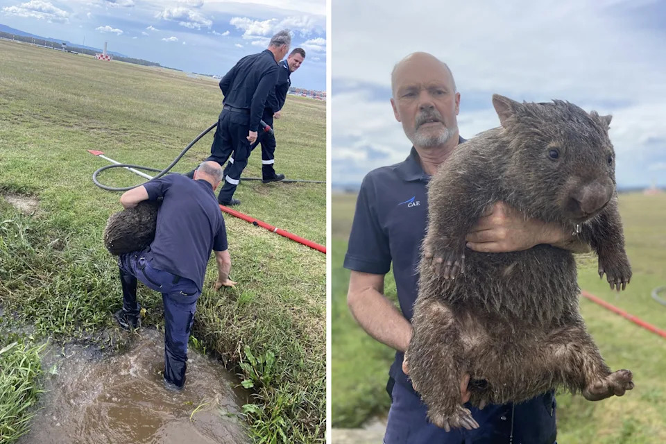 Left: Phil holding the wombat under his arm as he emerges from the drain. Right: Phil holding the wombat, facing the camera.