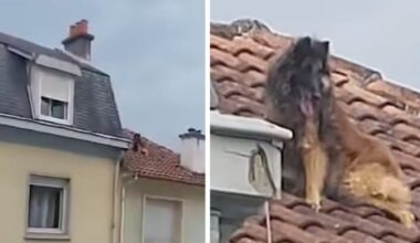 Abandoned dog trapped on rooftop after escaping squalid flat in France
