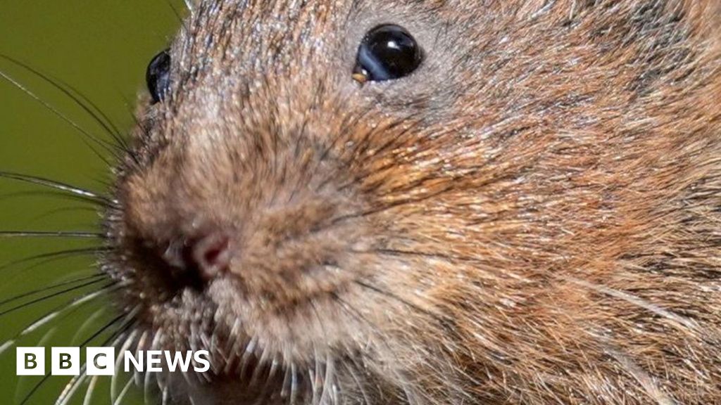 Water Vole
