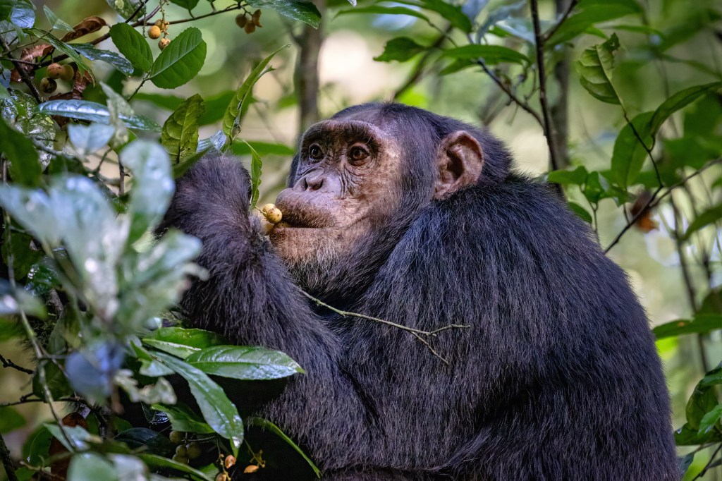 Chimpanzee eating fruit in Kibale National Park, Uganda.