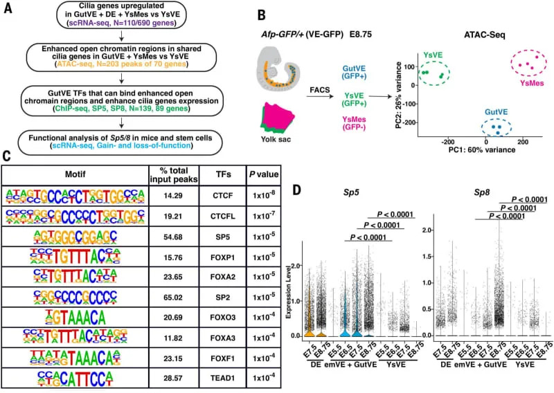 Chromatin accessibility analysis of shared cilia genes in GutVE and YsM compared with those in YsVE identifies SP/KLF TF families. (CREDIT: Science)