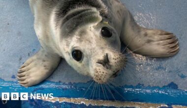 Tiny grey seal pup recovering well at Cornish seal sanctuary