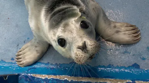 Cornish Seal Sanctuary A baby seal pup looks at the camera 
