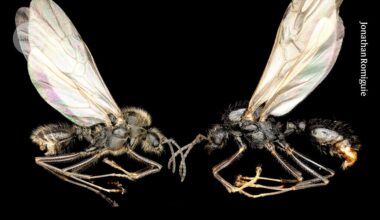 these ants are different species but share a mother