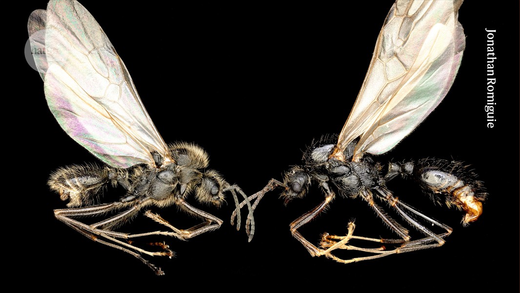 these ants are different species but share a mother