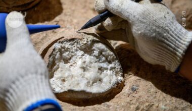 Dinosaur egg dated directly for the first time