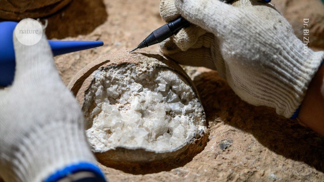 Dinosaur egg dated directly for the first time