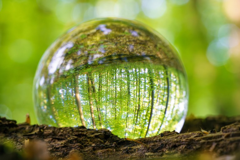 A clear glass ball on a forest floor showing an upside-down reflection of the forest and sunlight.