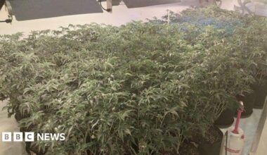 About 60-80 cannabis plants in pots in room with white floors, bright lights and fans.