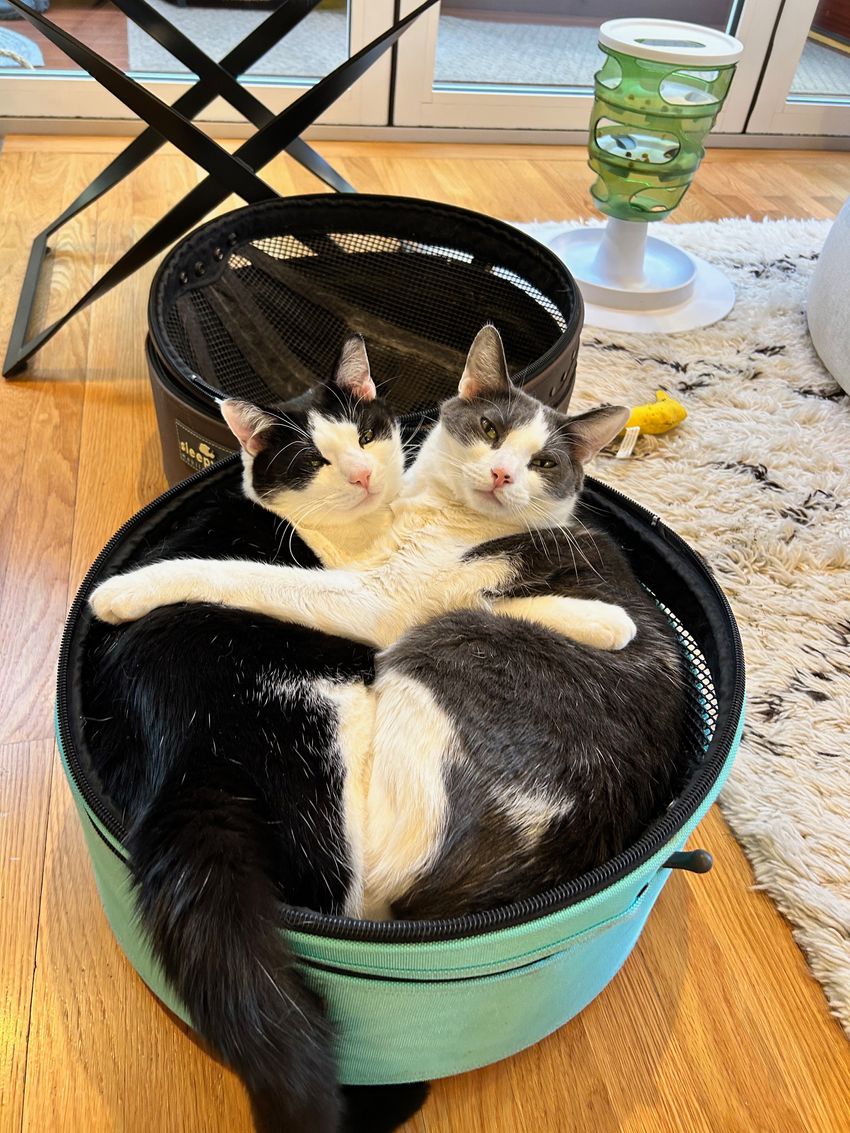 Two cats cuddle with each other in a round container inside a house. Understanding the genetics of cat disease and behavior can shed light on human health.