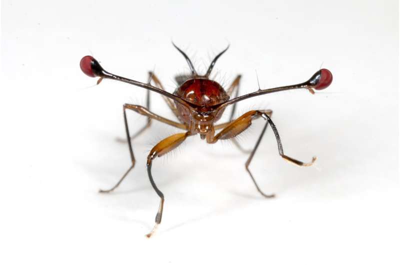 Malaysian stalk-eyed fly (Teleopsis dalmanni). Paul Richards Decoding the selfish gene, from evolutionary cheaters to disease control