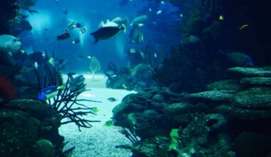 Deep Ocean