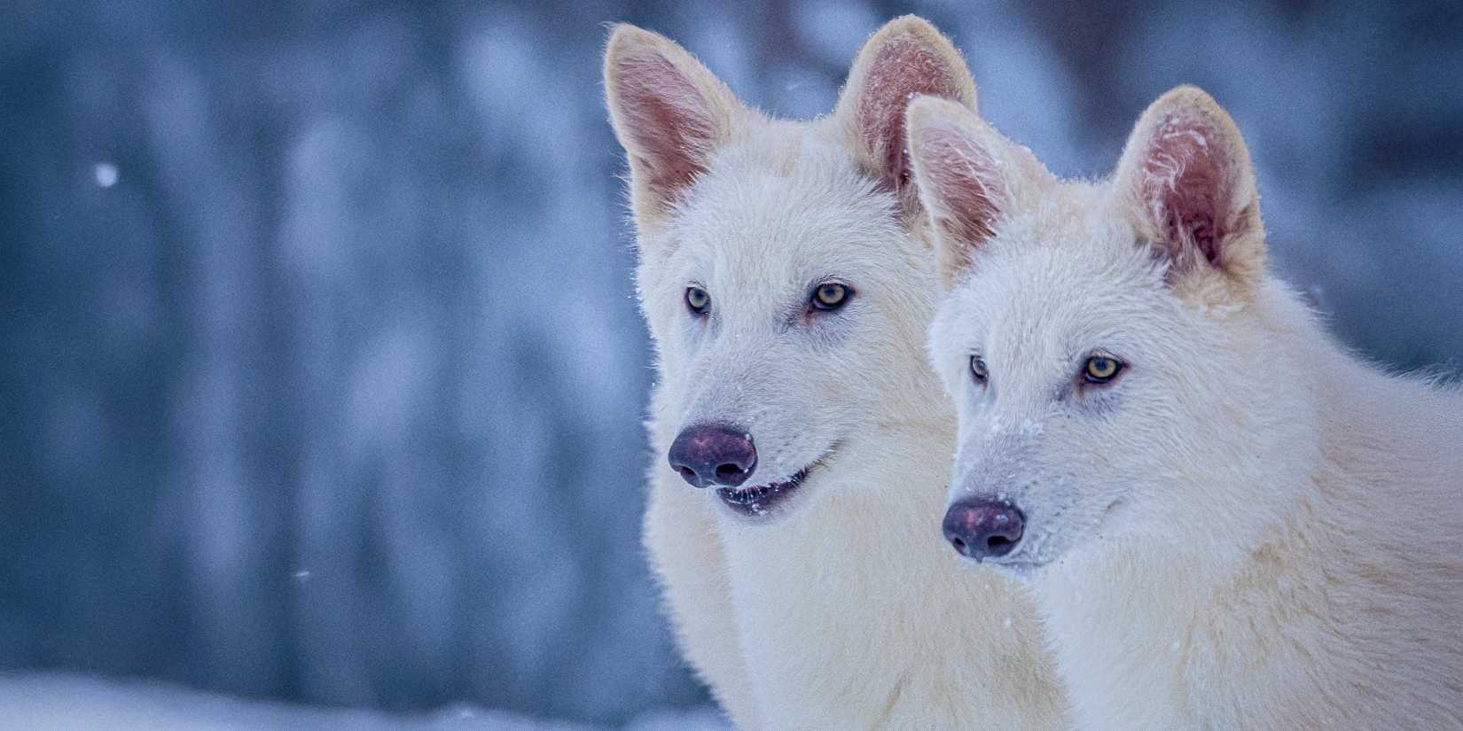 Dire wolves Romulus and Remus