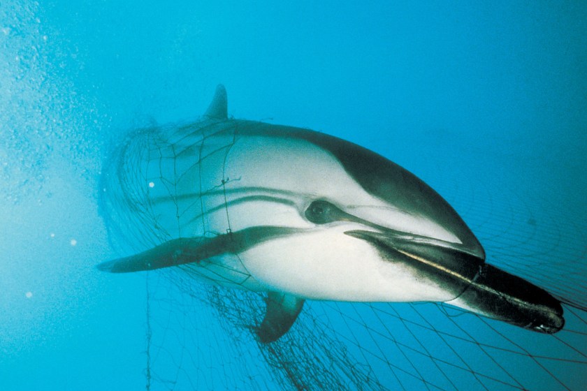 dolphin caught in net