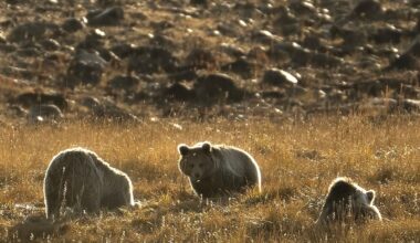 Rising Human-Bear Encounters in the Himalayas