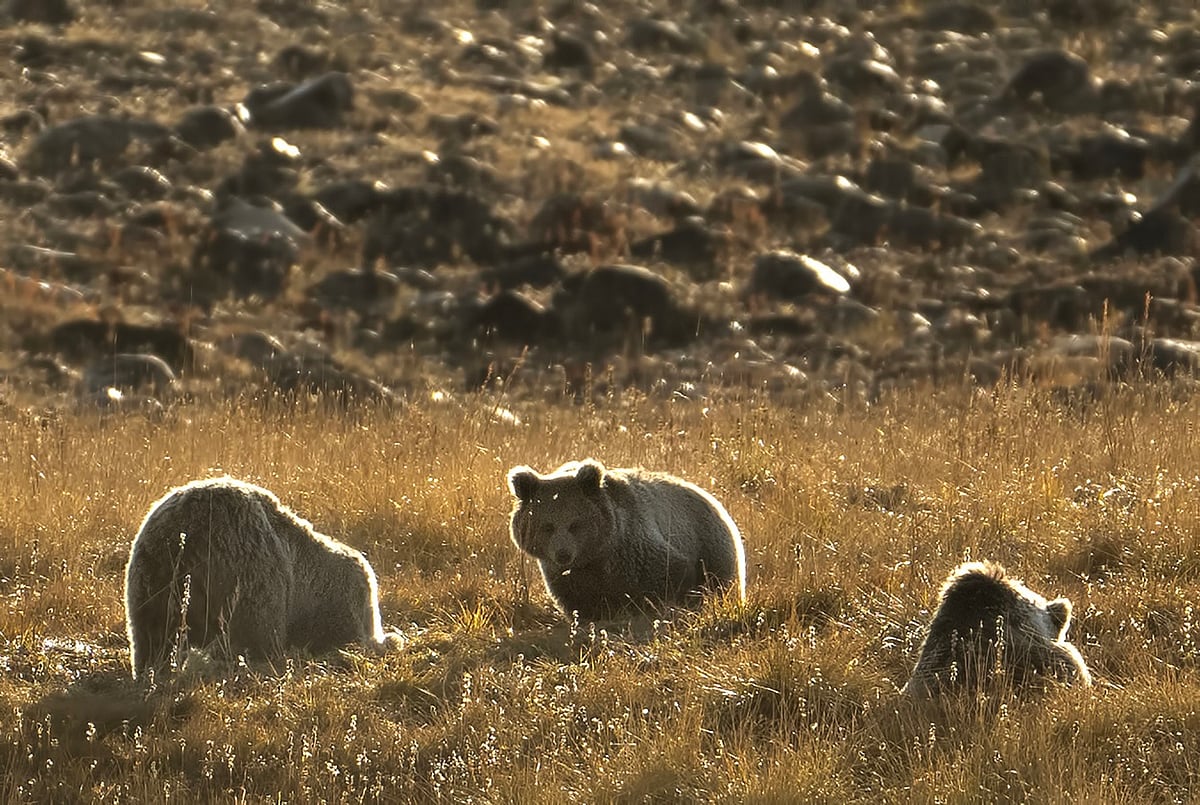 Rising Human-Bear Encounters in the Himalayas