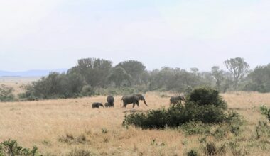 African Elephants' Decline Hurts Ebony Forests