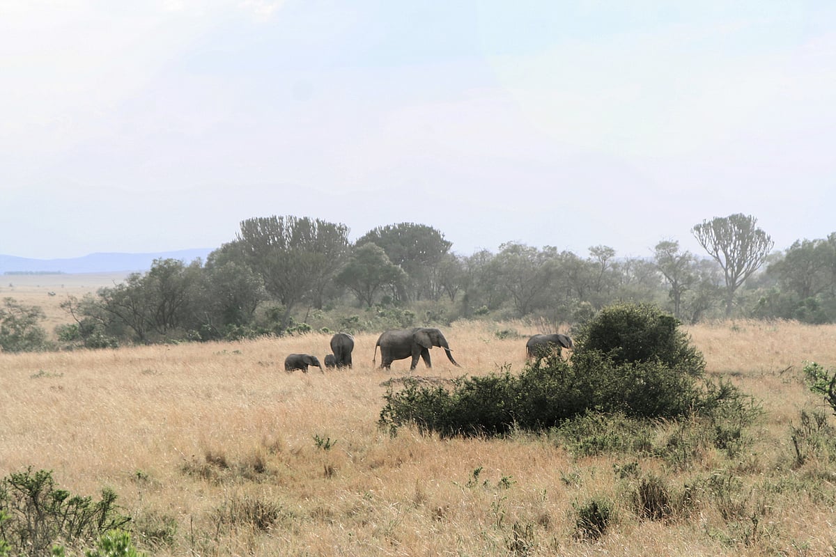 African Elephants' Decline Hurts Ebony Forests