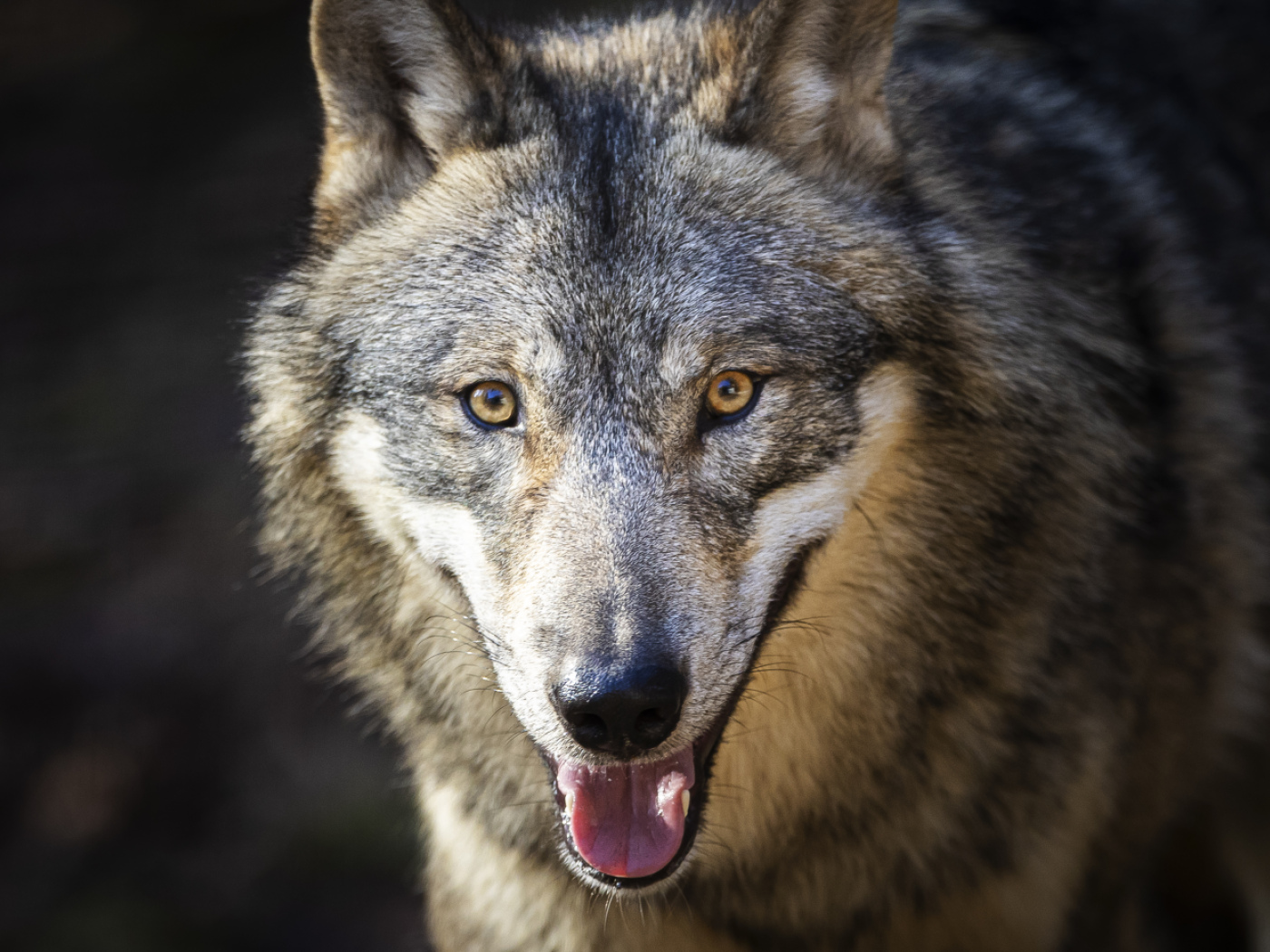 Preventive wolf culls are possible again until January