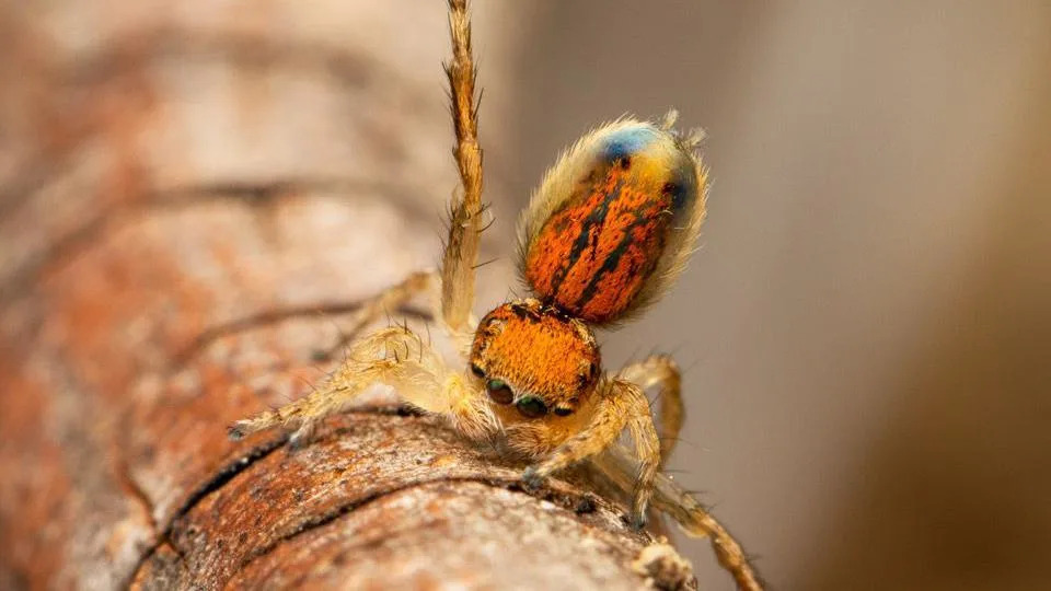 This spider has yellowish legs with an amber head and abomen, which again is raised for display