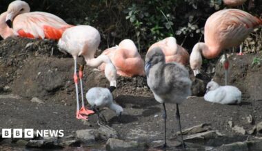 Three grey-feathered flamingo chicks stand and sit in the foreground with adult pink flamingos behind them in an outdoor area with dark mud and sand.