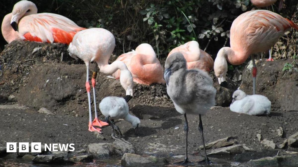 Three grey-feathered flamingo chicks stand and sit in the foreground with adult pink flamingos behind them in an outdoor area with dark mud and sand.