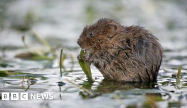 Water vole habitat in Gloucestershire 'illegally' destroyed