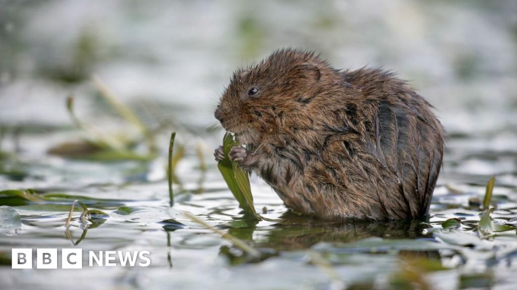 Water vole habitat in Gloucestershire 'illegally' destroyed