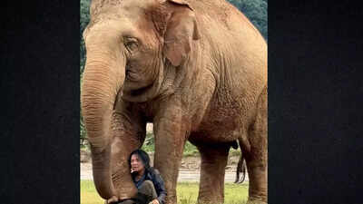 Viral video of elephant and caretaker highlights deep animal emotions