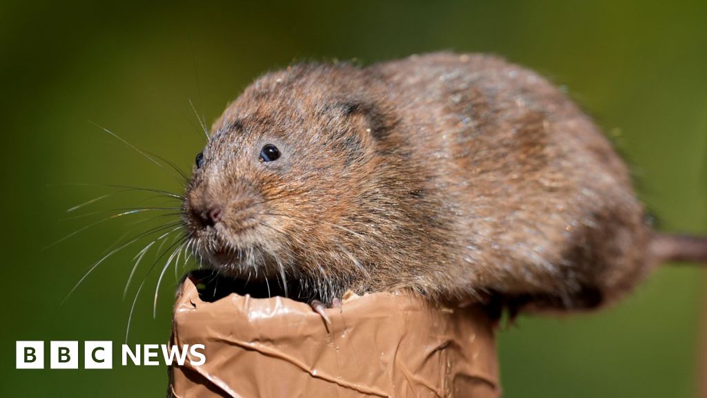 Water voles return to River Wey by National Trust
