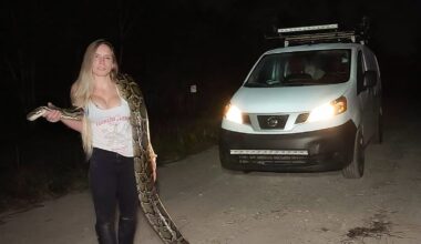 What it’s like to catch 60 pythons with your bare hands.