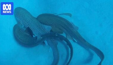 Leopard sharks recorded mating by researcher in rare event off New Caledonia