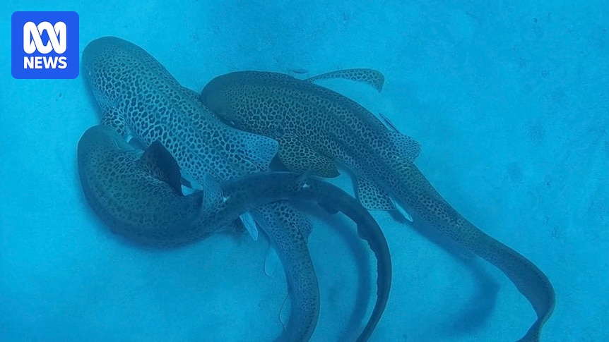 Leopard sharks recorded mating by researcher in rare event off New Caledonia