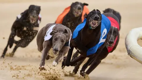 Getty Images Five greyhounds sprinting round a track at high speed. Each dog is wearing a coloured jacket with a number on it. The jackets are white, blue, red, orange and black. The dogs' paws are kicking up sand as they run.