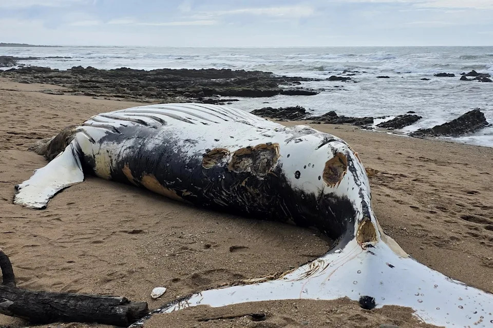 A dead humpback on a beach at Burnie, Tasmania, with close up of the bite marks from sharks.
