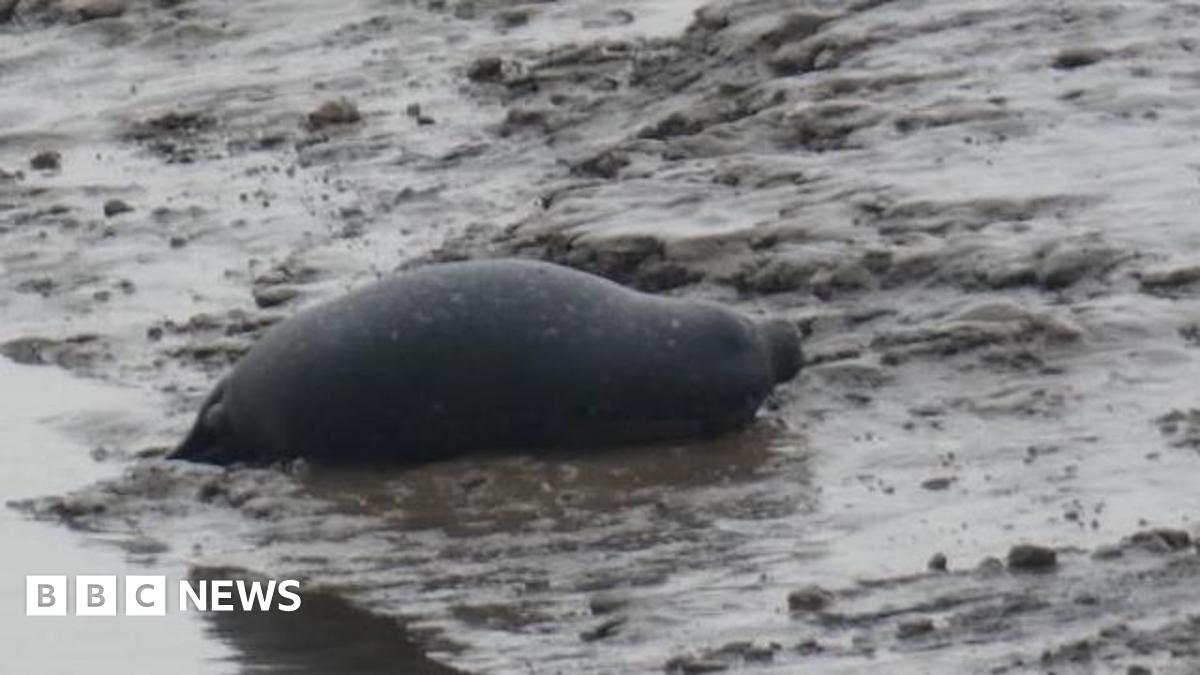 Large black seal in shallow sea which looks muddy.