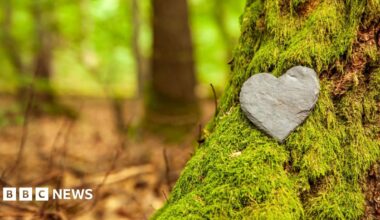 A heart-shaped stone rests on the moss-covered trunk of a tree in a woodland.