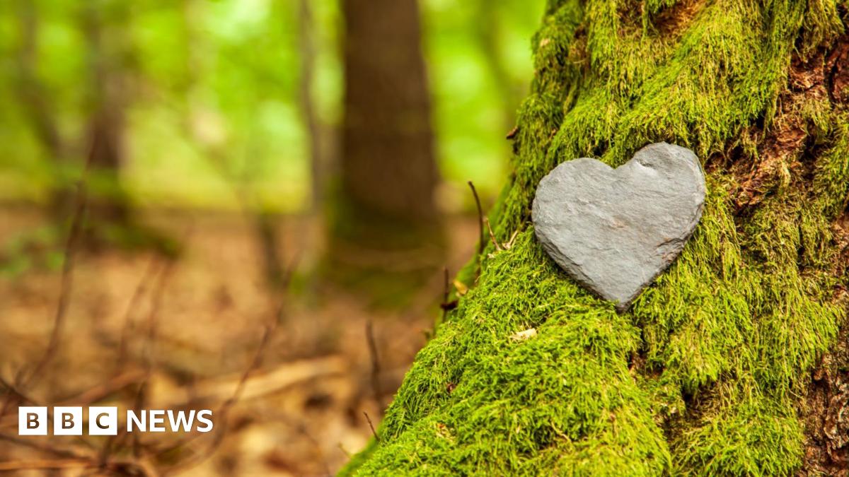 A heart-shaped stone rests on the moss-covered trunk of a tree in a woodland.