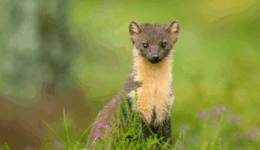 As pine martens are reintroduced to south-west England, a new study shows why local people need to be involved