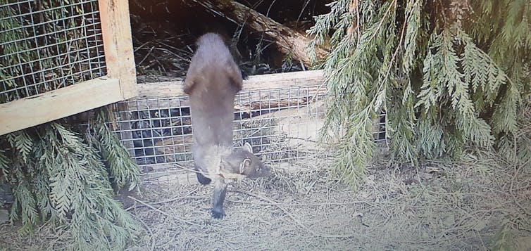 small brown pine marten climbs out of enclosure onto ground