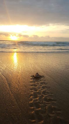 turtle on beach