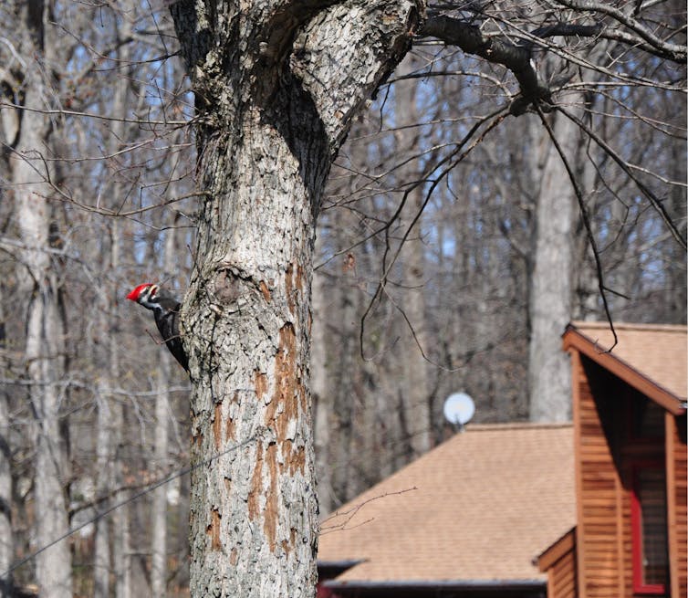 Pileated woodpecker on a tree, with house in the background.