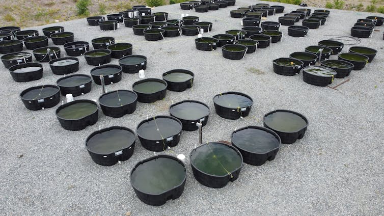 Several large black round tubes of water on the ground