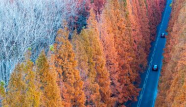 The climate case for planting trees has been overhyped — but it’s not too late to fix it