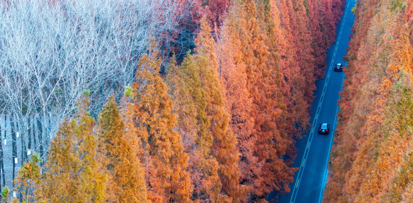 The climate case for planting trees has been overhyped — but it’s not too late to fix it
