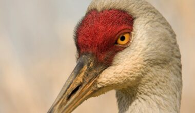 The surprising recovery of once-rare birds