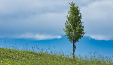 new study says forestation has less potential to fix the climate than hoped