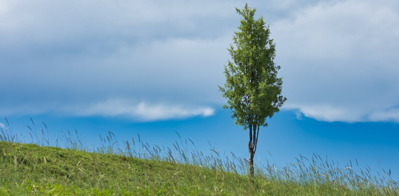 new study says forestation has less potential to fix the climate than hoped