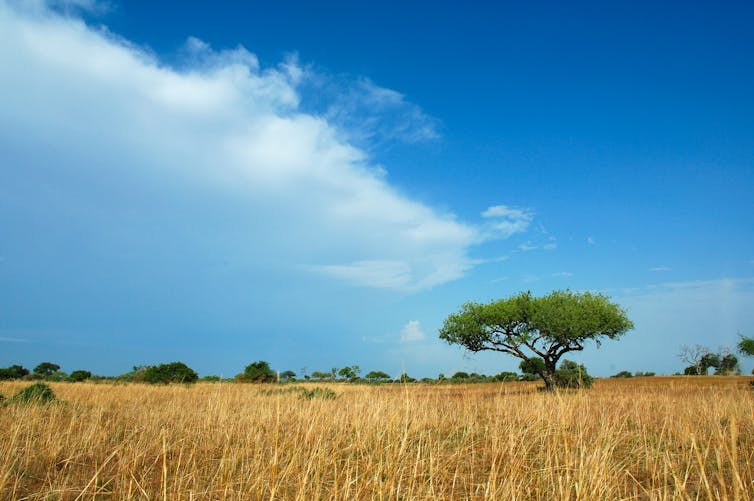 single tree in savannah
