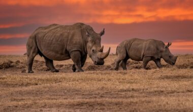 The near-extinction of rhinos is at risk of being normalised